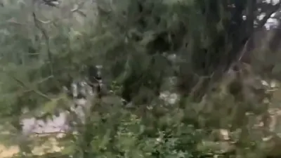 סצענע פון ריזיגע פארפלייצונגען אין א קליין שטעטל אין קאליפארניע 