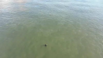 די ניו יארק פאליציי נוצט דראונס צו כאפן א פארלוירענע שווימער