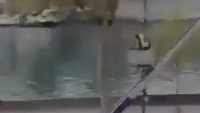 נאך א ווידיאו פון די גניבה ביי די היסטארישע מוזיעם אין פאריז 