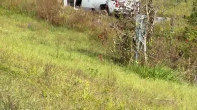 א טראק אין מיסיסיפי וואס טראגט אנגעשטעקטע מאנקיס האט זיך איבערגעדרייט