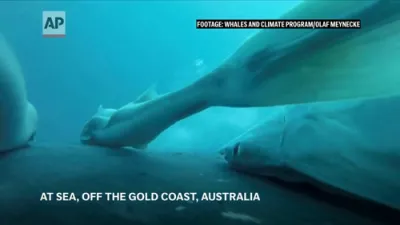 ווידיאו וויאזוי מען כאפט ריזיגע פיש