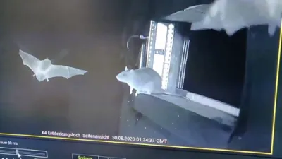 וואוסנטשאפלער אין דייטשלאנד האבן אפגעכאפט ווי ראטן טשעפענען פלעדערמויזן