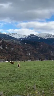 א שווייצע פייטער דזשעט לאנדעט אויף די אלפע בערג