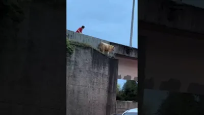 דעי קוען זענען געווארן פריי און געמאכט א חורבן