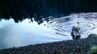 א נייע וואלף פאנגער ווערט ארויסגעגעבן