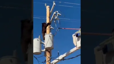 אריזאנע ארבעטער ראטעוועט א בער פון א עלעקטעריק פאול