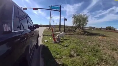 א ציגעלע קראכט אריין אין א פאטראל קאר 