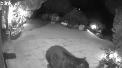 א 500 פונטיגע בער האט זיך באזעצט אין איינעמס פראפערטי אין קאליפארניע 