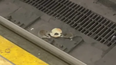 ראטן אין מאנהעטן קריגן זיך פאר עסן...