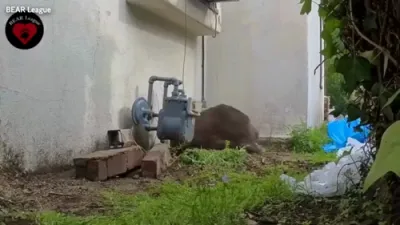 550-פונטיגער בער ענדליך ארויסגעווארפן נאך א חודש וויילן אונטער א קאליפארניע הויז.