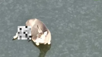 קאלאראדא פייערלעשער ראטעווען הירש פארכאפט אין פארפרוירענעם רעזערוואר.