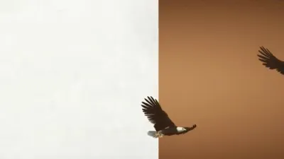 זאנוויל וויינבערגער - כנפי נשרים