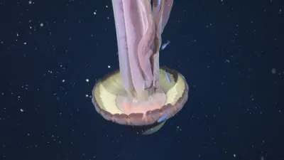 א ריזיגע דזשעלי פיש אין ארגענטינע 