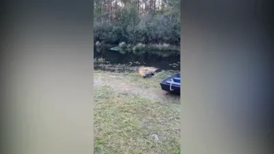 דזשארדזשע- אן אליגעיטאר האט געשטערט א פארפאלק אינמיטן עסן לאנטש. דער מאן האט זיך געראנגלט מיט'ן אליגעיטאר און אים פרובירט צו פארטרייבן, און די חיה איז אוועק געגאנגען 