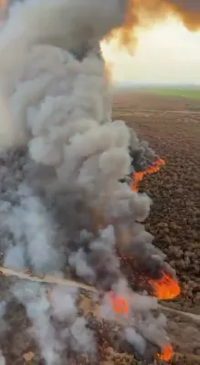 א בליק אויף פרישע וואלד פייערן אין אריזאנע 