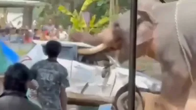 עלעפאנט שאוי אין אינדיע גייט ארויס פון קאנטראל 