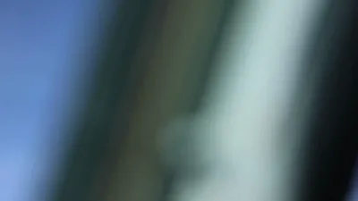צוויי רוסישע קאמף פליגער האבן אראפגעקראכט א בריטישע פליגער העכער'ן שווארצן ים.