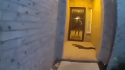 "דאס איז נישט מיין עמעזאן פעקל!" &ndash; א מענטש אין טעקסאס איז געבליבן געפלעפט צו געפינען אן אליגעיטאר זיך באקוועם מאכן אויף זיין פארטש 😂