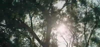 ביז ווי לאנג - לייבי דייטש - דודי בלוך