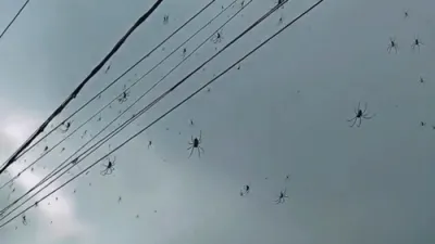 הונדערטער שפין באפאלן עלעקטריק דראטן אין אינדאנעזיע &ndash; א ווידיאו וואס פארט ארום וויירעל און זעט אויס ממש ווי א סצענע פון א שרעקעדיגע מאווי.