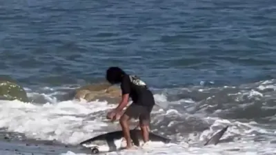 א פיש כאפער לאזט צוריק א ריזיגן שארק אין סאנטא מאניקא בעי נאכן עס כאפן ביים ביטש.