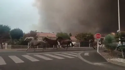 די שרעקליכע פייער אין פראנקרייך האבן געצוואונגען די פערד-שטאלן ארויסצולאזן די פערד פריי, אינמיטן א ריזיגע פייער וואס האט שוין פארציקט 40,000 העקטאר לאנד.