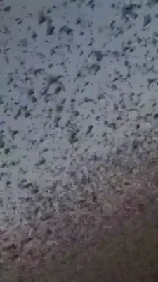שרעקעדיגע אינוואזיע: א ריזן היישעריק שווארעם פארניכטעט פעלדער און שטערט זעבארקייט אין רוסלאנד