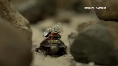 רעטונג פון די צוקונפט: סייענטיסטן פארוואנדלען ריזיגע קאקראטשעס אין קליינע פאראמעדיקס