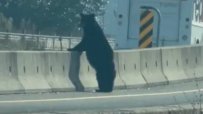 טרעפיק אפגעשטעלט: א בער שפאצירט רואיגערהייט אריבער א פארנומענע הייוועי אין קאנאדע