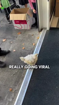 דאס לאנדאנער הינדל ווייסט אפנים וואו מ'קען באקומען א גוטע טונא סענדוויטש