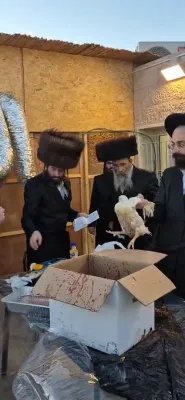 פלאן אהעד שטעלט צו פריוואטע כפרות שלאגן, כיסוי הדם, גרייט אן פאר זייערע קליענטן לכבוד סוכות