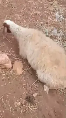 ניין שאף און א פאסטוך הונט געטויט אין א סם אטאקע אין בנימין