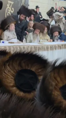 ווידעא גאלעריע: יום טוב סוכות ביי הרה"ק רבי יעקב מאיר שעכטער שליט"א