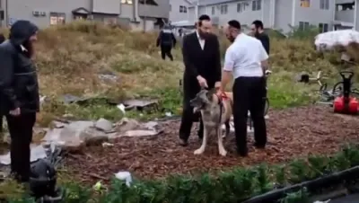 צוויי אנטלאפענע הינט מאכן אן א קורצע שרעק אין שיכון סקווירא; אייגענטומער גערופן זיי אפצונעמען