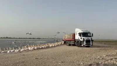 פעליקאן אינוואזיע: 50,000 פעליקאנען פארפלייצן מדינת ישראל פאר א וויכטיגע אפרו סטאנציע אינעם מדבר