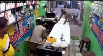 קעמרעס כאפן אפ: א הונגעריגע מאלפע נעמט ארום א געשעפטסמאן אין אינדיע נאכן באקומען א שפעטע לאנטש