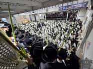 יום הושענא רבה

אמירת הלל, עבודת הנענועים, ודרשת ה