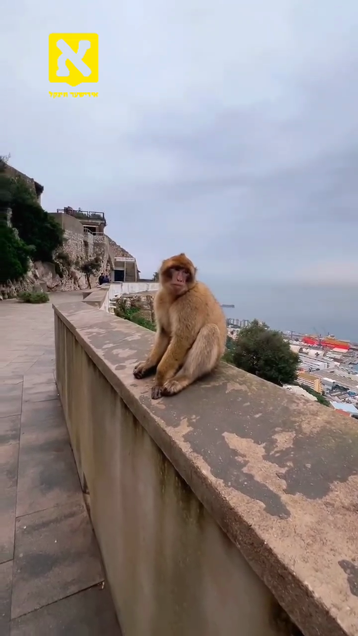 דער זינגער יוני זיגלבוים טיילט מיט א ווידעא פון זי