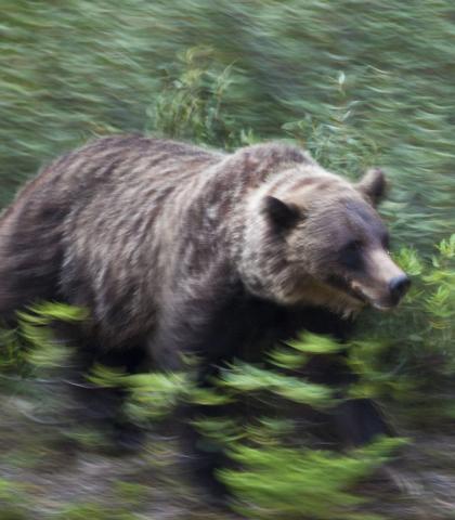 א  57 יעריגער קעכער פון יאפאן איז געווארן אטאקירט 