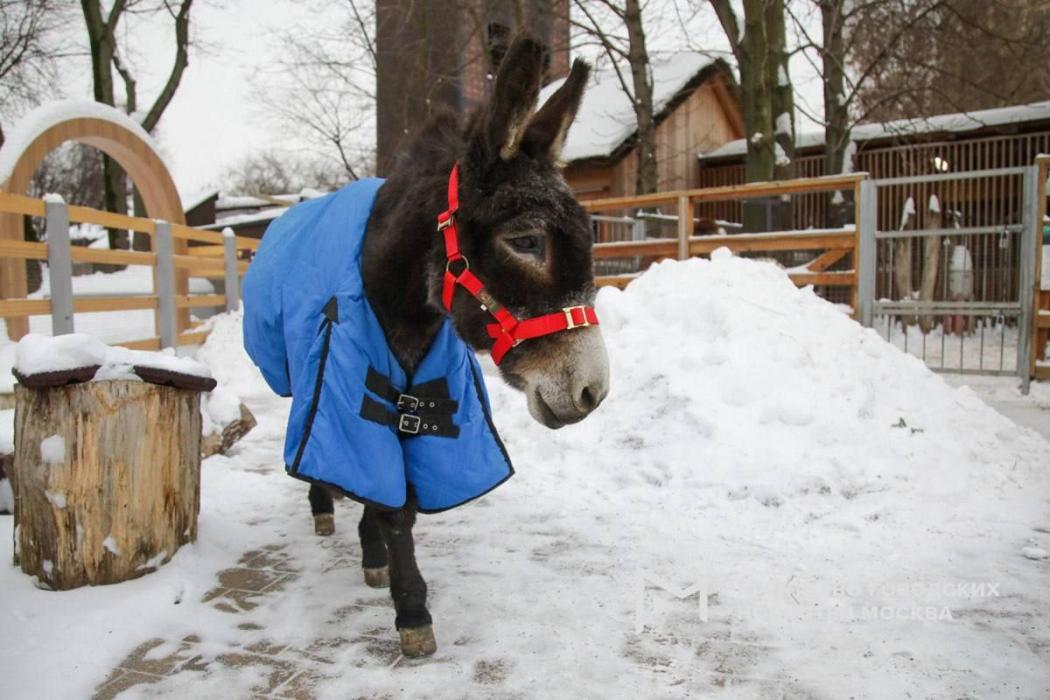אן אייזל אין די טירגארטן אין מאסקווע באקומט א מאנט