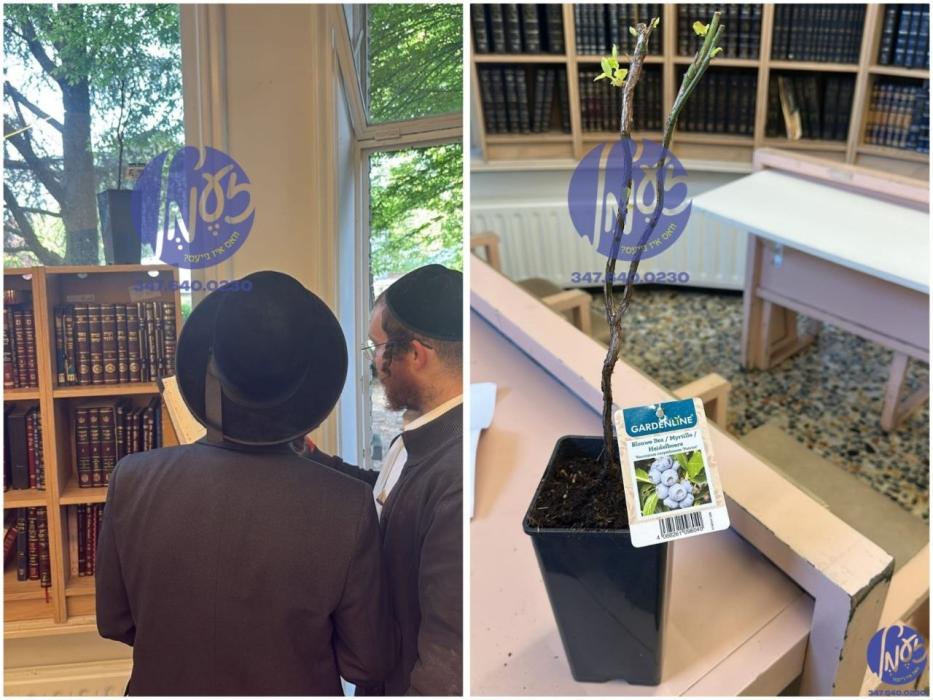 אייגנארטיגע געדאנק: אנטווערפן - גבאים פון די בעלזא