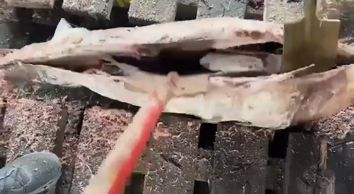 רוסישע אויטאריטעטן אין סעינט פעטערבורג האבן קאנפיס