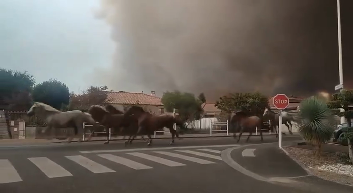 א גרופע פערדן ווערן געזען אנטלויפן פון זייערע פארב