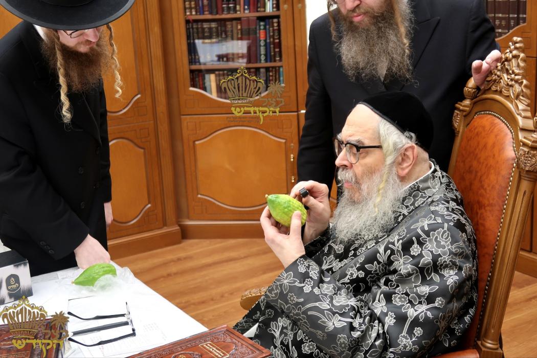 🌴בצל הקודש🌴 
רבינו שליט"א ביים קלויבן אתרוגים לכבו