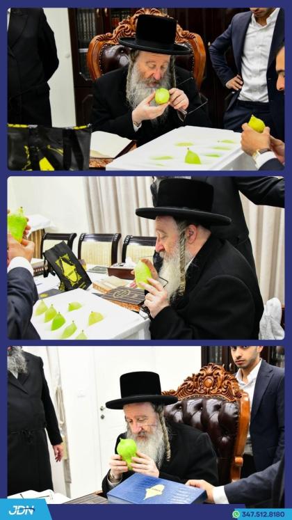 האדמו"ר מביאלא ביים קלויבן אתרוגים לכבוד יו"ט סוכו