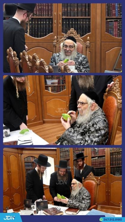האדמו"ר מסאטמאר ביים קלויבן אתרוגים לכבוד יו"ט סוכ