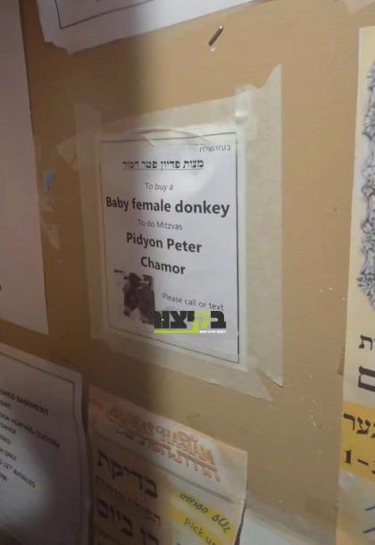 צווישן די פילצאליגע קלאסיפיידס אין שומר שבת שטייט 